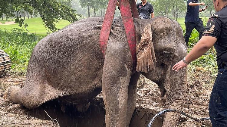 Foto: AFP/Thailand’s Department of National Parks, Wildlife and Plant Conservation