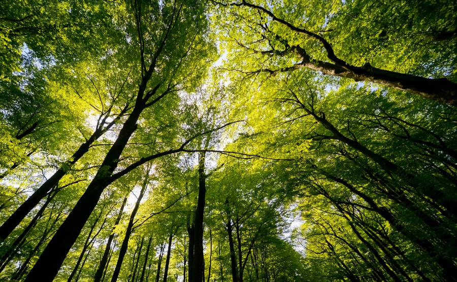 arboles Un tercio de los árboles silvestres del mundo están al borde de la extinción