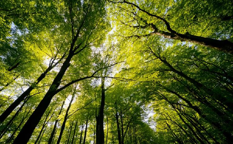 arboles Un tercio de los árboles silvestres del mundo están al borde de la extinción