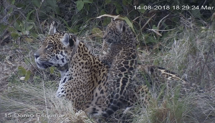 Arami_de_pequen?a_junto_a_su_madre_Tania_y_su_hermana_Mbarete_03_-_©_Rewilding_Argentina_-_copia-min Arami_de_pequen?a_junto_a_su_madre_Tania_y_su_hermana_Mbarete_03_-_©_Rewilding_Argentina_-_copia-min