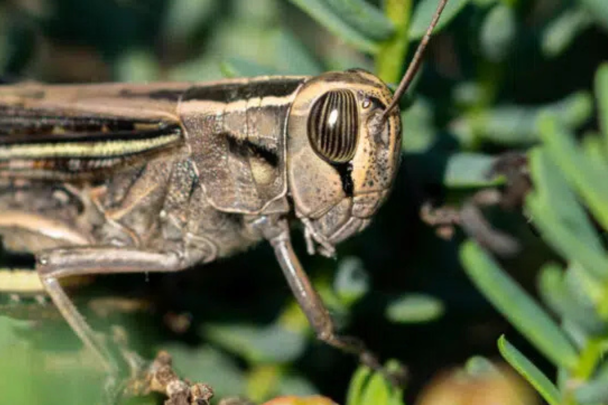 Un alarmante nuevo estudio revela que los grillos consumen microplásticos y los fragmentan en partículas aún más nociva (noticiasambientales.com)