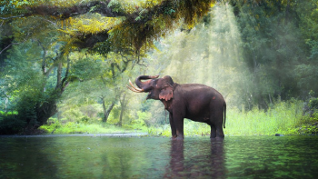 elefante bosque