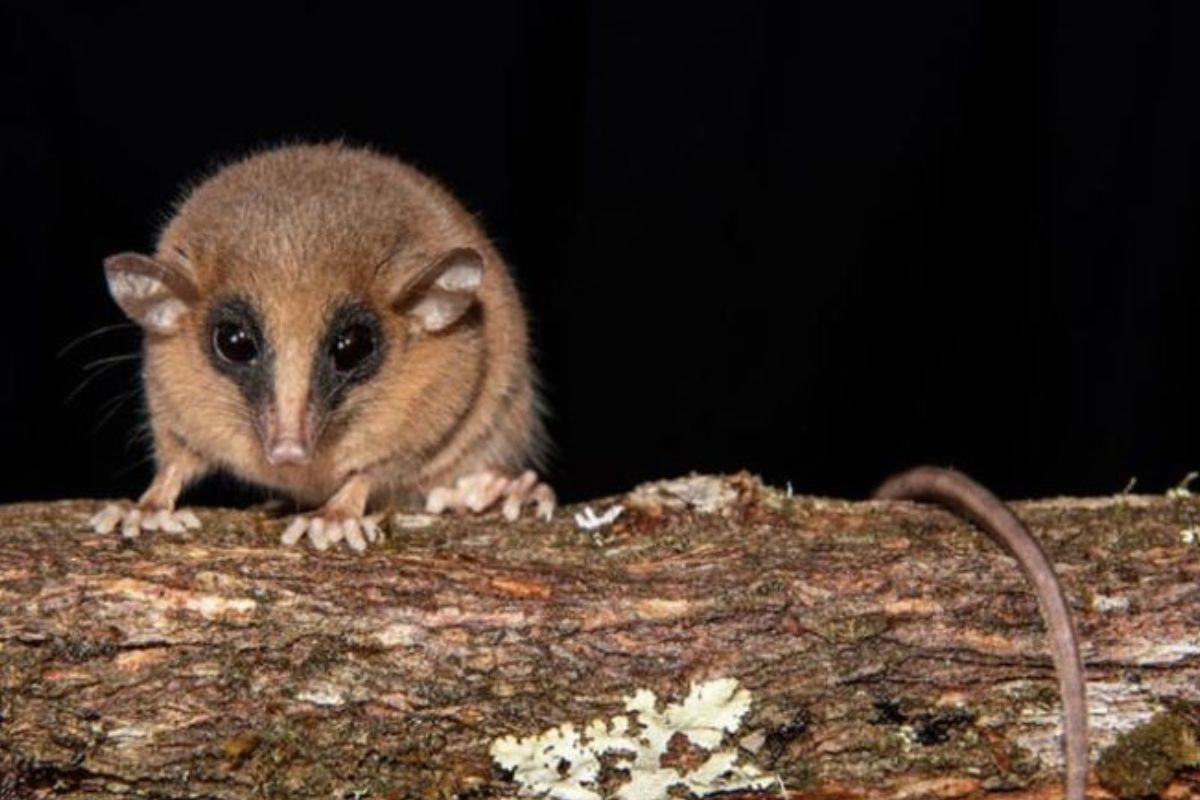 La pérdida y degradación del hábitat debido a la expansión agrícola y urbana. (Imagen: Pinterest)