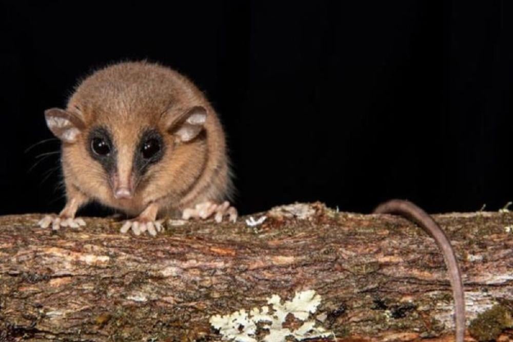Extinción de la musaraña: el mundo acaba de perder otra especie | Bioguia
