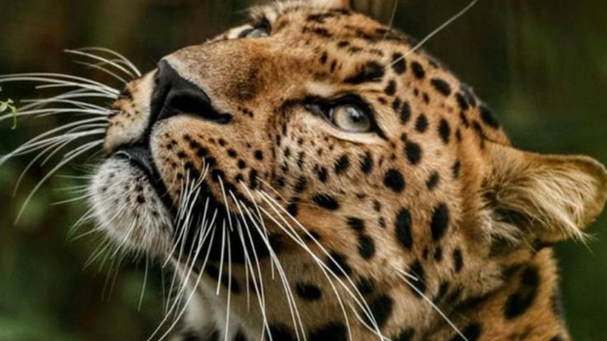 Se celebra el Día Internacional del Jaguar, declarado en la Conferencia de las Partes del Convenio sobre Diversidad Biológica