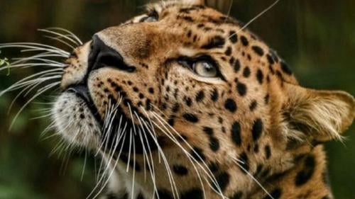 yaguarete Se celebra el Día Internacional del Jaguar, declarado en la Conferencia de las Partes del Convenio sobre Diversidad Biológica