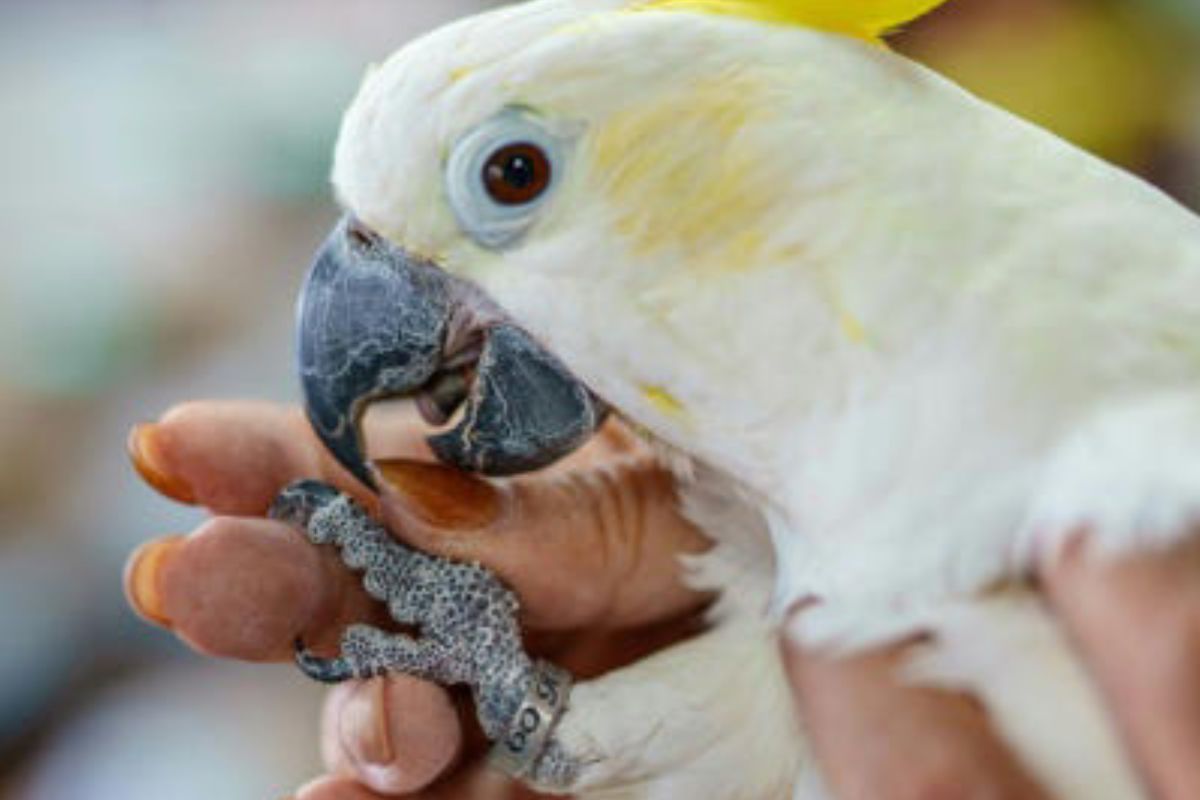 \"Winnie\", una cacatúa de cresta amarilla rescatada, porta un anillo en la pata con su fecha de nacimiento, el 25 de julio de 2025 en Hong Kong© YAN ZHAO