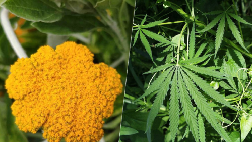 cannabis.png (fuente: https: www.xataka.com)