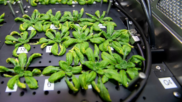 plantas NASA el estudio del espacio y sus fenómenos responde a preguntas fundamentales sobre el origen del universo, la vida y la posibilidad de existencia en otros mundos. (Foto NASA)