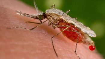mosquito mosquito