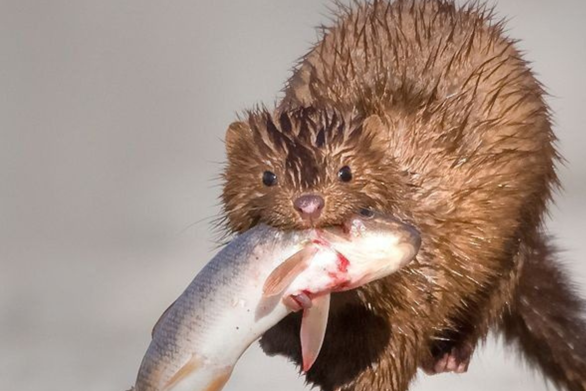 Especie invasora en la Patagonia: hay alarma por la voracidad y expansión del visón americano en el sur argentino. (Foto: Pinterest)