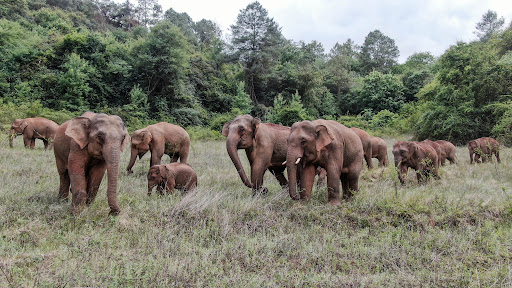 elefantes china regresaron elefantes china regresaron