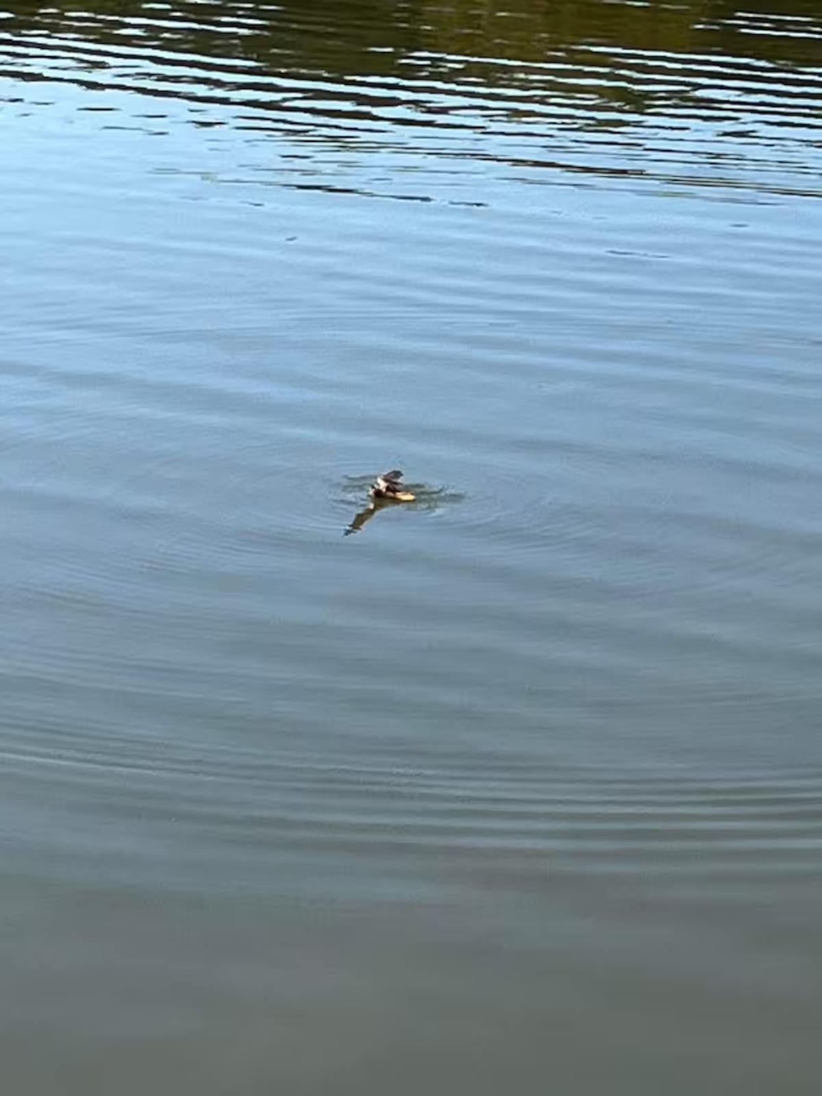 murciélago2 murciélago2