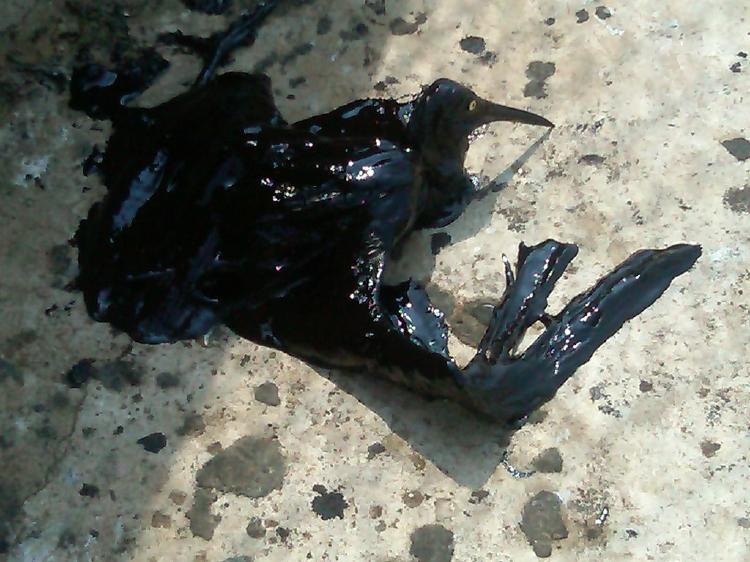 consecuencias del derrame de petróleo Derrame de petróleo: consecuencias y ¿cómo limpiarlo?