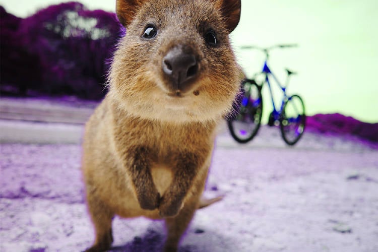 quokka quokka