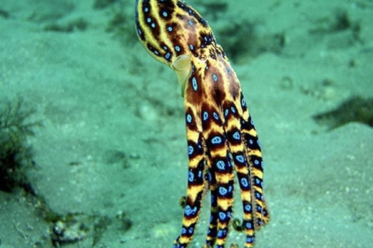 pulpo Se trata de un hallazgo histórico: según las autoridades, es la primera vez desde la década de 1960 que se registra su presencia. (Foto: Pinterest)