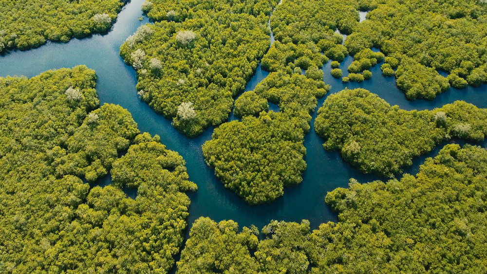 vista aerea de  bosque de manglares