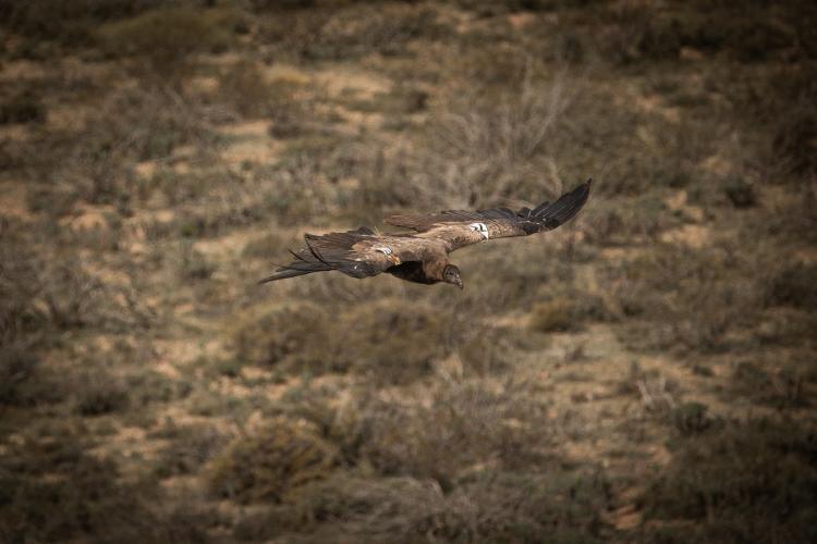 CONDOR-CREDITO-TOMÁS-CUESTA-ECOPARQUE4-min