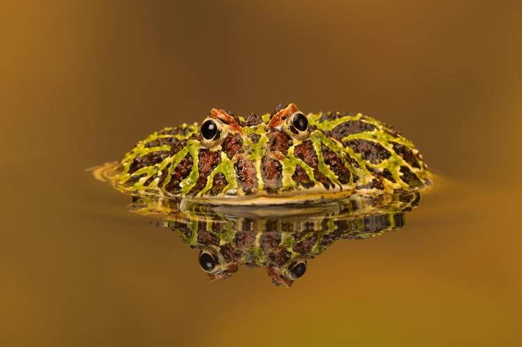 shutterstock_252882583 shutterstock_252882583.jpg