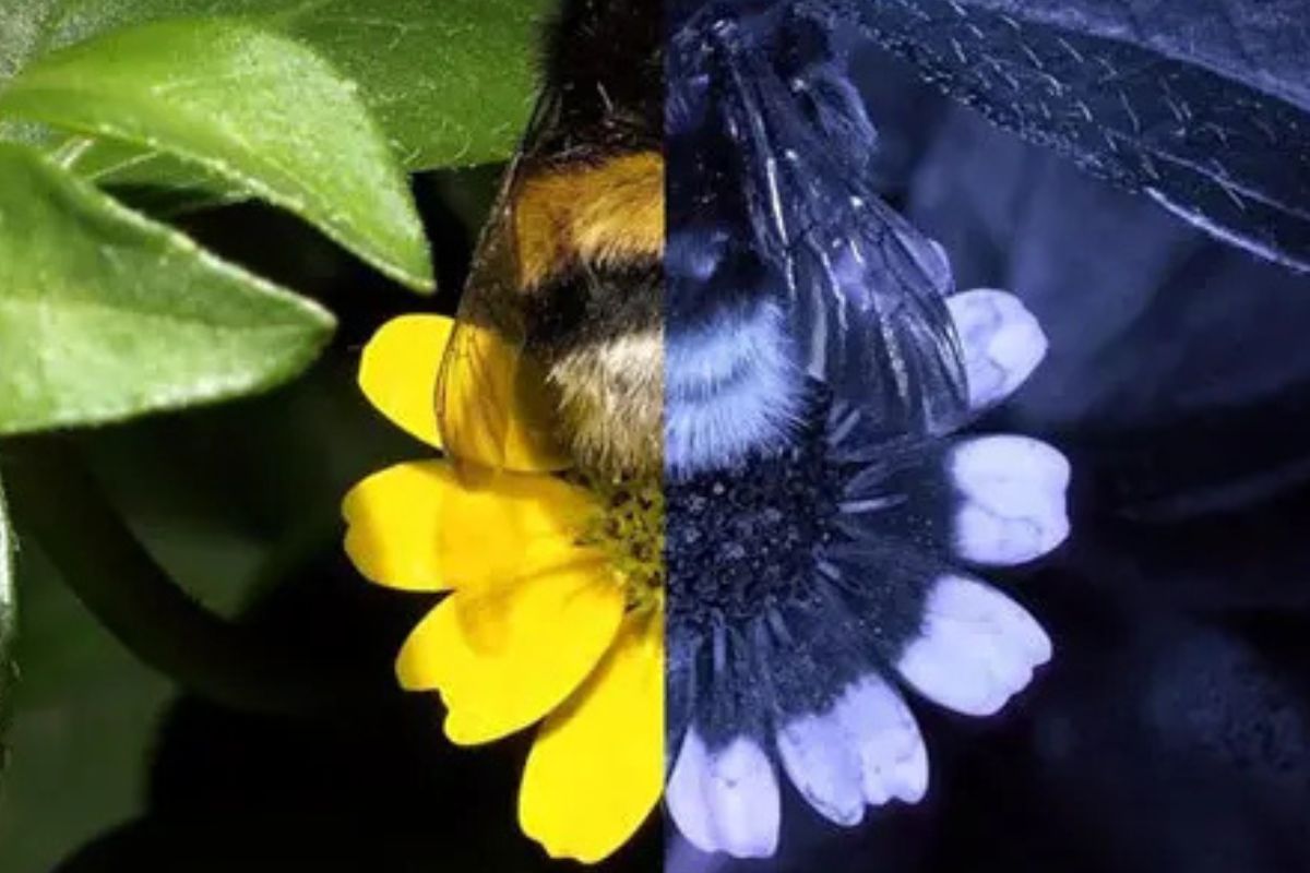 A la derecha, vemos cómo las abejas ven a la Sanvitalia. Los pétalos aparecen en dos tonos. La parte más oscura guía a estos insectos hacia el néctar.