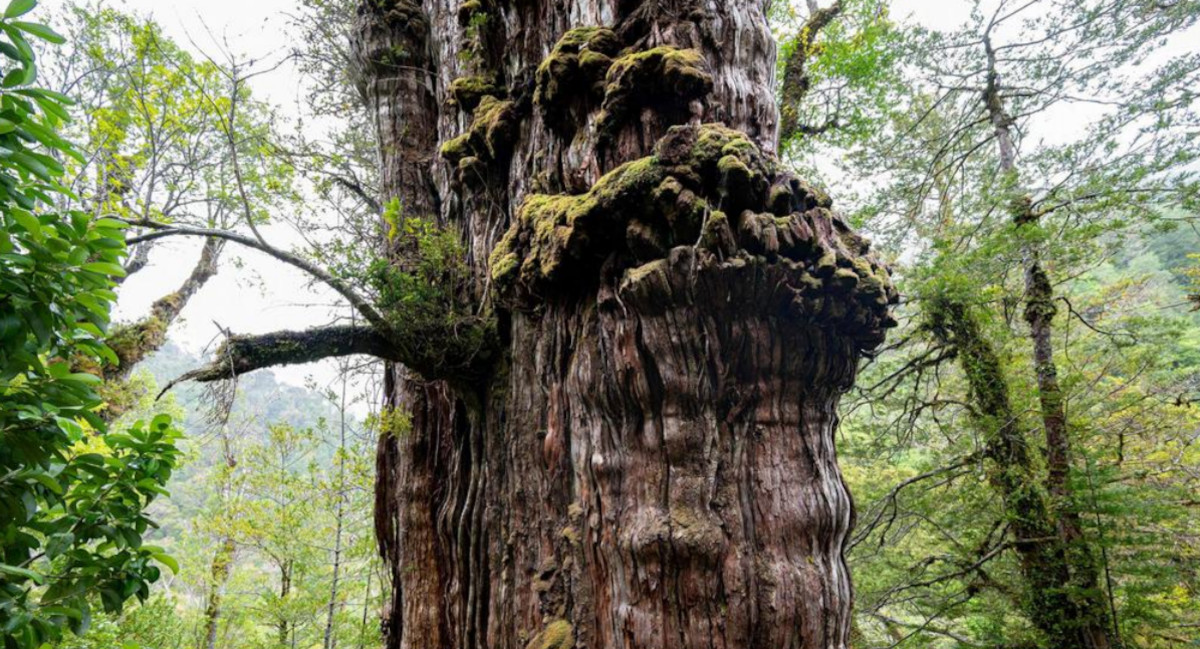 cipres 5000 años chile2 cipres 5000 años chile2