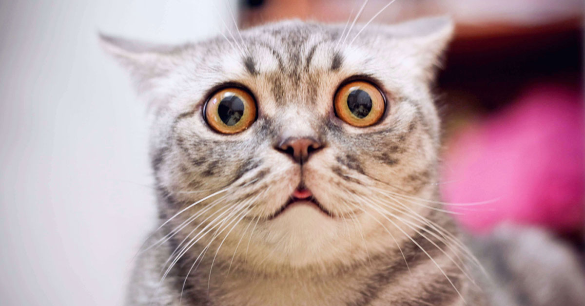 Limpieza energética con romero para alejar las malas vibras del hogar Limpieza energética con romero para alejar las malas vibras del hogar