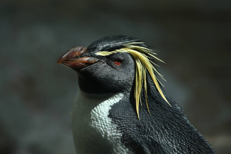 pinguino penacho amarillo