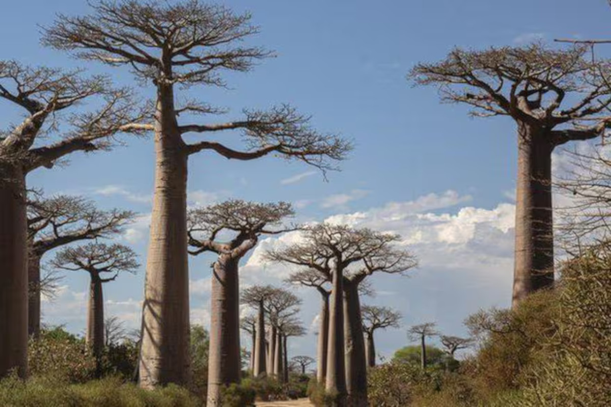 baobabs getty images
