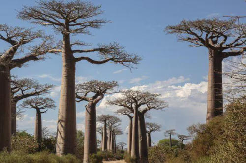baobabs getty images baobabs getty images