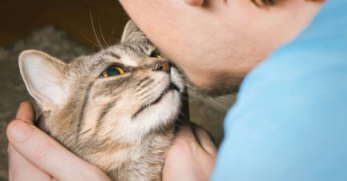 estudio afirma gatos imitan estabilidad emocional dueños