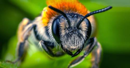 asi es la abeja mas grande del mundo