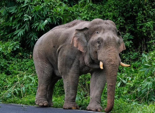 elefante asiático elefante asiático