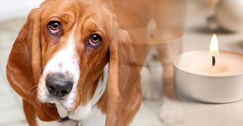 sabias que tu mascota tambien puede tener mal de ojo como protegerla sabias que tu mascota tambien puede tener mal de ojo como protegerla