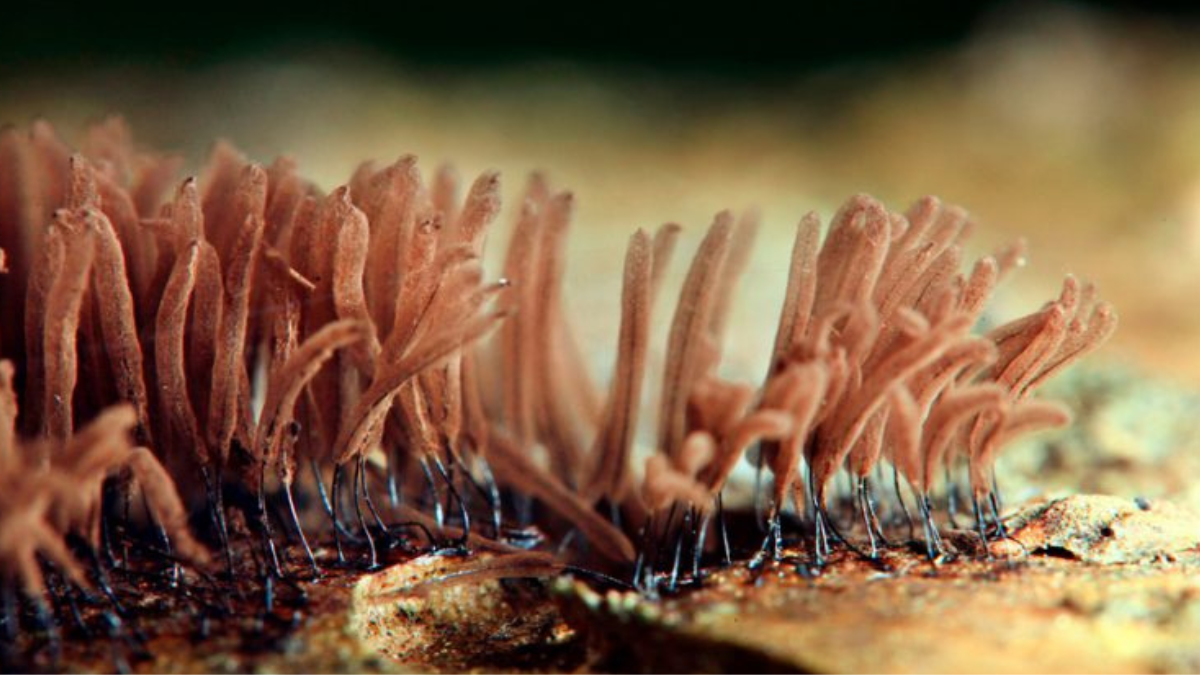 hongos los hongos con capacidad para descomponer polímero suelen encontrarse en bosques tropicales..