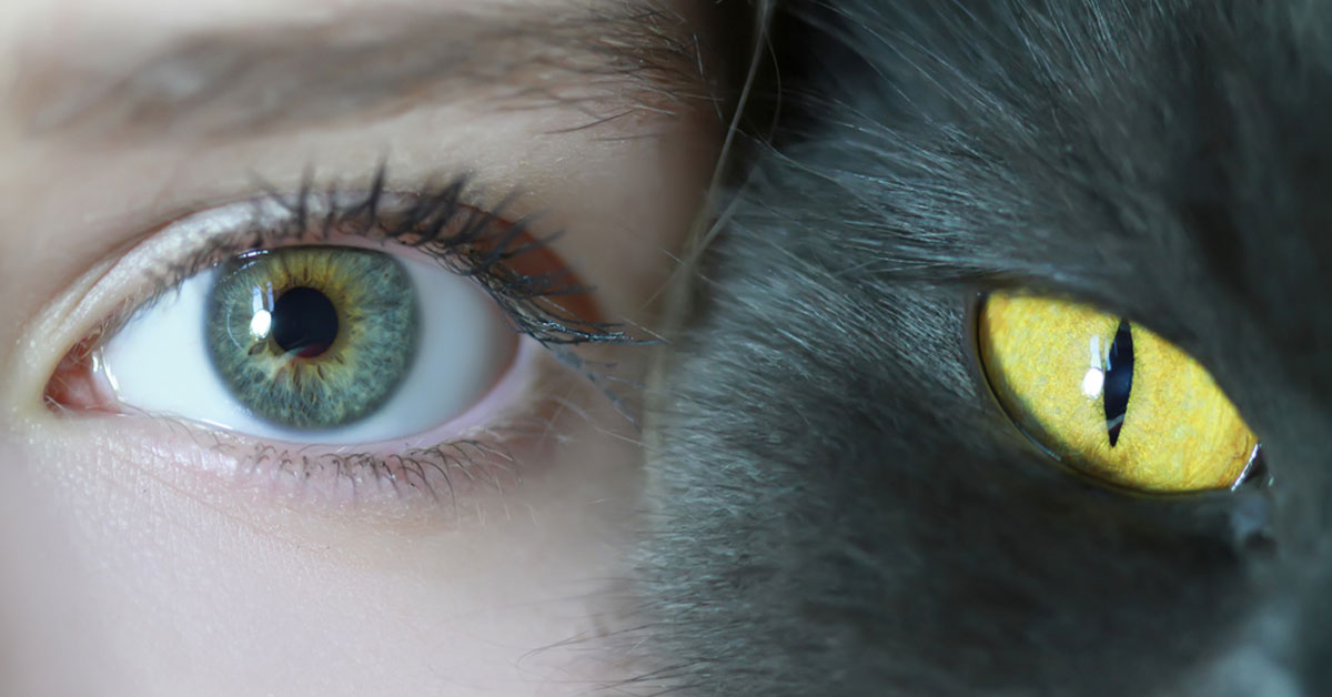 Los gatos distinguen buenas y malas personas Los gatos son capaces de distinguir buenas de malas personas