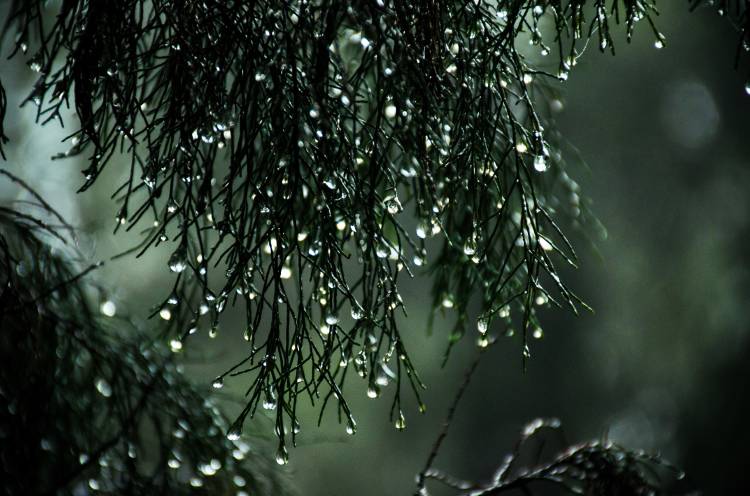 Un pino mojado por la lluvia