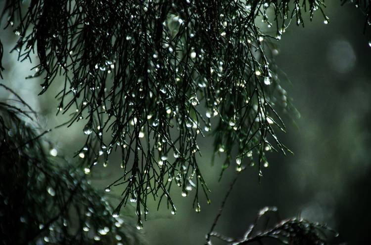 pino mojado Un pino mojado por la lluvia