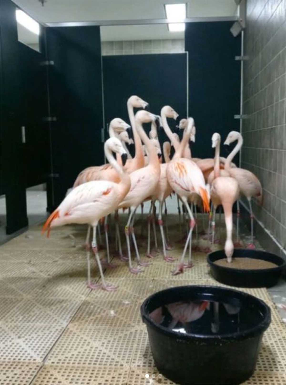 flamencos baños2 flamencos baños2