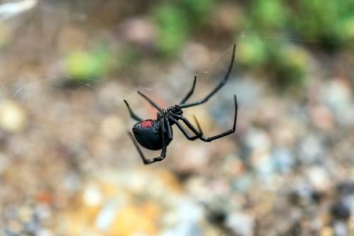 araña viuda negra araña viuda negra