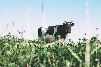 angelina litvin v5GI9rol_WY unsplash angelina litvin v5GI9rol_WY unsplash