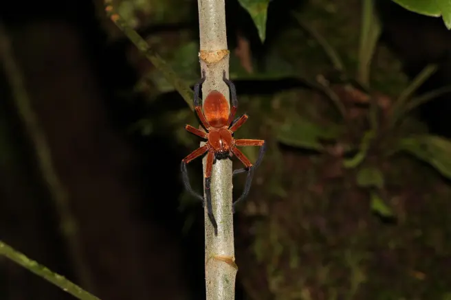 arana cangrejo gigante