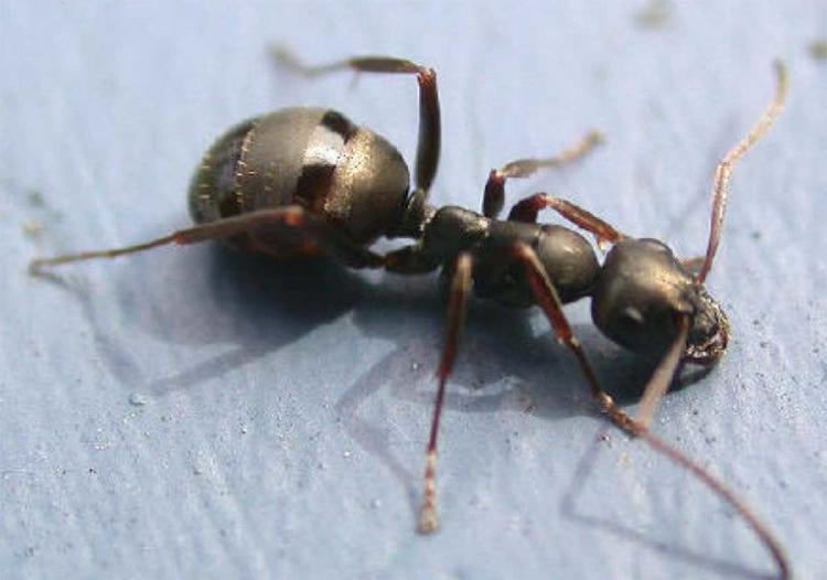 Formica Fusca Formica Fusca