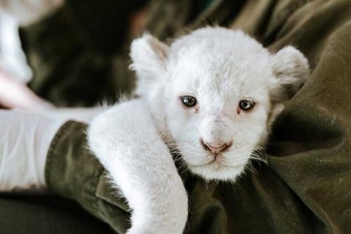 cachorro leon blanco