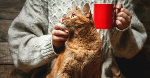 En estos lugares del mundo, ¡el café se toma con gatitos!