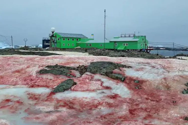 nieve roja La Sanguina nivaloides produce un pigmento que tiñe de rojo los paisajes nevados. (Foto: Infobae)