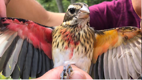 pajaro Descubren un extraño pájaro mitad hembra y mitad macho