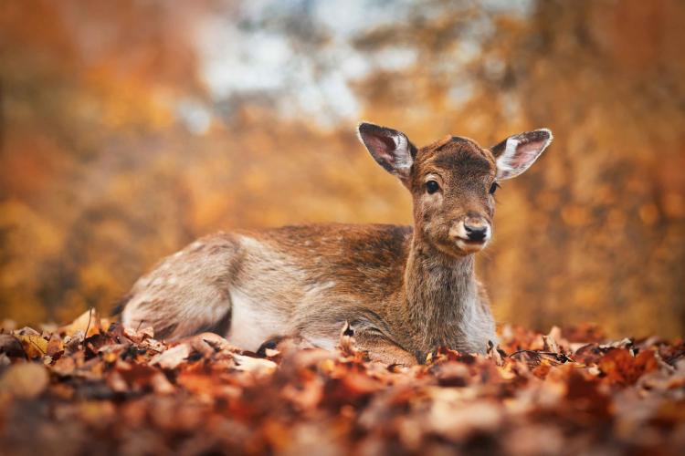 venado