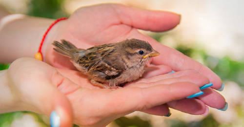 cuidar pajaro bebe cuidar pajaro bebe