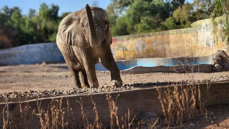 elefantes2 elefantes2