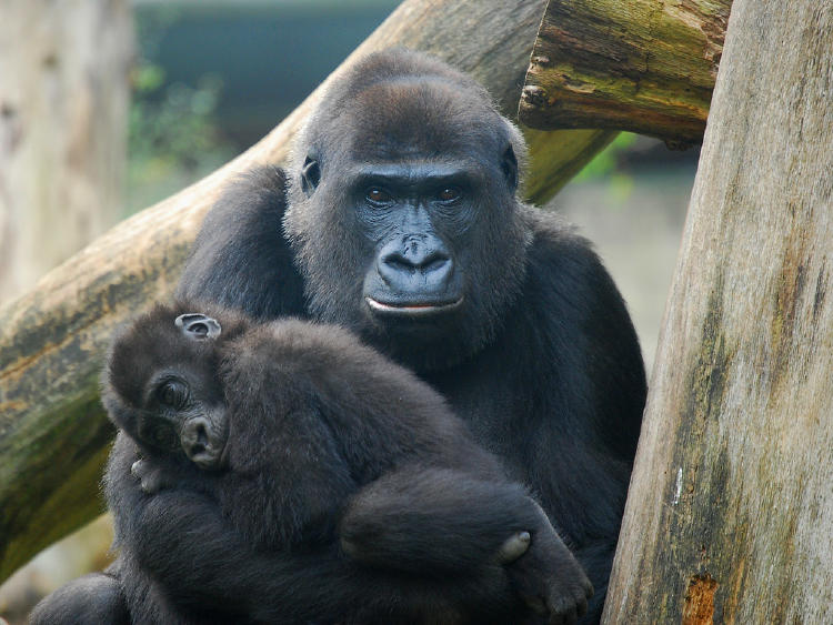 Nace un gorila en peligro de extinción en Zoológico de Bristol 